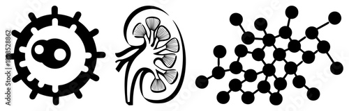 Medical vector virus with proteins, kidney with renal, molecular lattice structure. Scientific, health, biology, anatomy, biochemistry symbols.