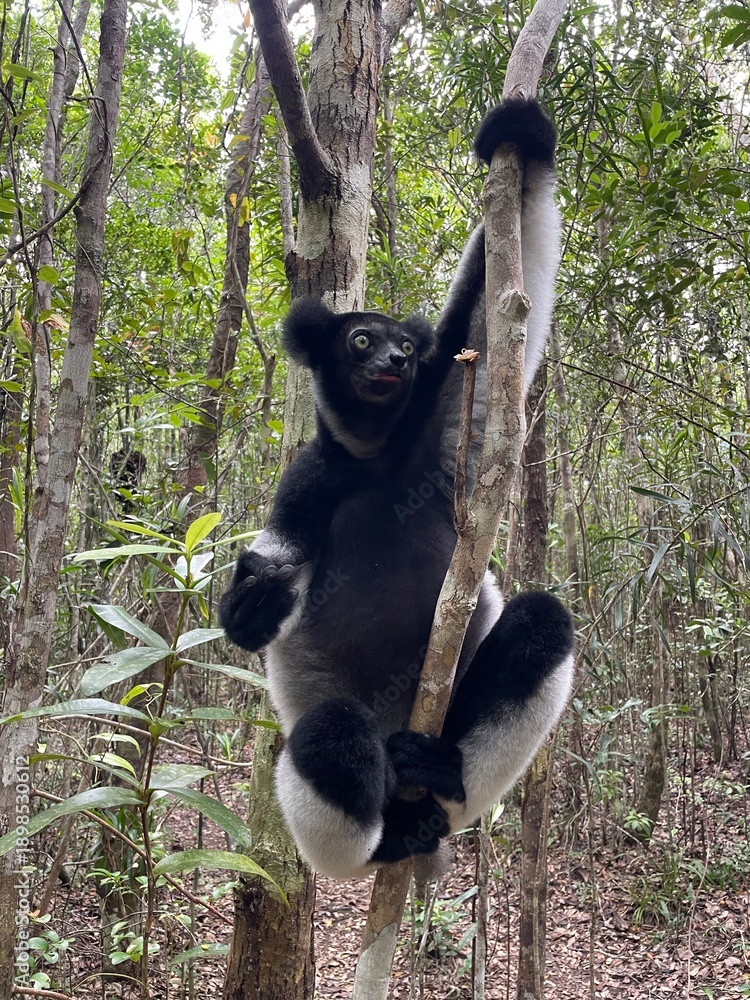 Obraz premium Lemur indri in natural habitat on Madagascar island