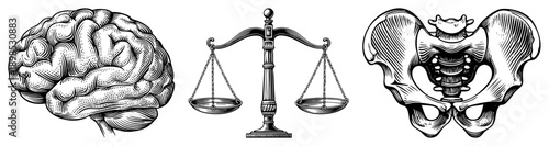 Detailed anatomical drawings of brain, justice scales, and, rendered in classic engraved style, ideal for medical, legal, or educational use.