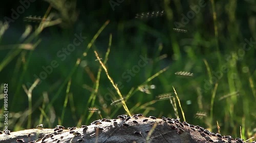 Flock of flies flying over giraffe carcass in backlit in Greater Kruger national park, South Africa