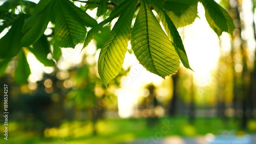 Chestnut tree in early spring. Young fresh leaves on chestnut tree against sky.
