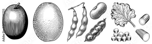 Classic botanical vector art featuring, melon, beans, oak leaf, and wood slices, rendered in detailed halftone shading, ideal for print or digital design.