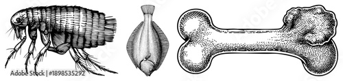 Scientific engraving style depiction of flea, flounder fish, and bone, rendered with hatching, ideal for anatomy or zoology reference.