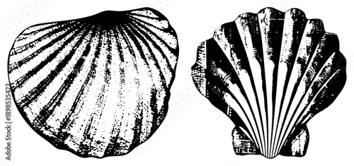 illustrations showcasing natural radial ridges, marine mollusk art, bivalve anatomy, coastal, black and white halftone texture.
