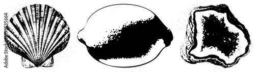 Detailed black and white vector illustrations of scallop, cowrie, and agate, showcasing natural textures and forms for design or educational use.