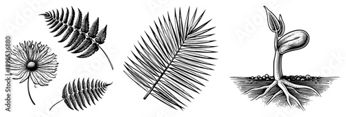 Classic engraved botanical drawings of fern fronds, palm leaf, and germinating plant, detailed art, nature study, scientific illustration, flora.