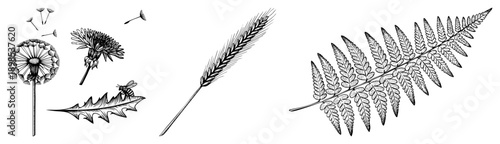 Hand drawn botanical elements including dandelion seed heads, wheat stalk, and fern frond, rendered in intricate black art, ideal for nature themed design or educational use.
