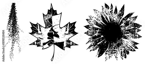 Black and white vector botanicals with distressed texture hanging ivy vine, maple leaf, sunflower head. Graphic design elements for autumn, nature, or rustic themes.