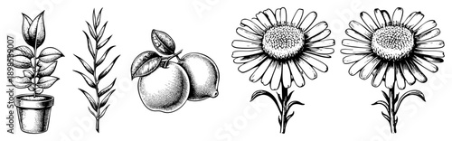 Hand drawn botanical sketches featuring potted plant, citrus fruits, and daisies, rendered in detailed art with hatching shading, ideal for vintage design or educational use.