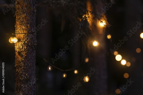 Fairy lights on pine trunks emit warm, soft light and illuminate the dark forest, Bokeh, Finland