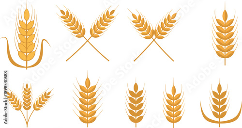 Golden Wheat Ear Icon Set Featuring Grain Spikes and Crossed Wheat Symbols for Agriculture Harvest Cereal Farming and Organic Food Design Concepts