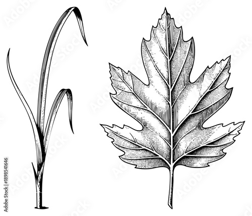 Vintage style botanical drawing of grass and maple leaf, engraved art, natural science illustration, plant anatomy study, black and white vector graphic.
