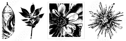 Black and white halftone vector art of natural forms chrysalis, leafy branch, flower bloom, crystal starburst isolated, cutout, rgba.
