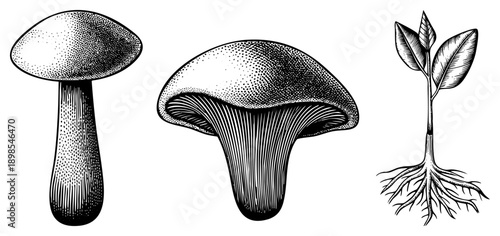 Detailed halftone mushroom renderings with root system, botanical study, natural science diagram, mycology specimen, flora illustration.
