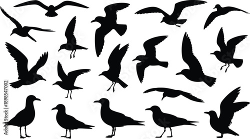 Seagull bird silhouette collection, flying and standing seabirds, black coastal wildlife shapes isolated, marine avian vector illustration set