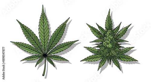 Cannabis Leaves Top View Isolated White Background.