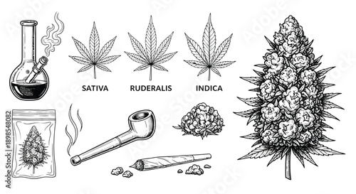 Cannabis Plant Illustrations with Various Forms.