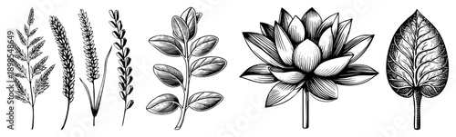 Hand drawn botanical elements including lotus flower, foliage, grasses, and leaves rendered in intricate black and white art, ideal for design, print, or educational use.