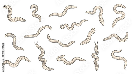 Collection of hand-drawn earthworms or larvae in various crawling positions and shapes isolated on white background.