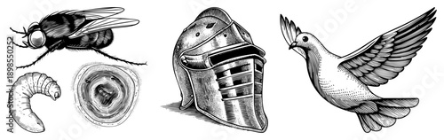 Classic engraved vector art depicting a fly with larva, medieval knight helmet, and in flight detailed work, historical motifs, symbolic.