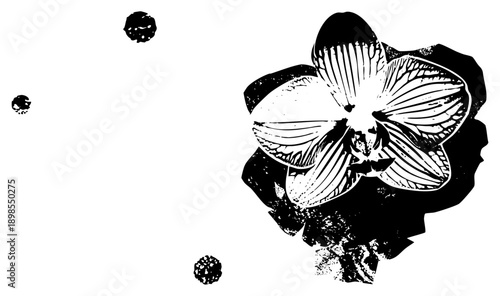 Black and white vector orchid flower with detailed petal veins, ink splatter background elements, artistic halftone texture, isolated botanical illustration.