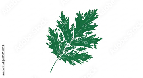 Detailed green leaf with intricate veins and lobed edges