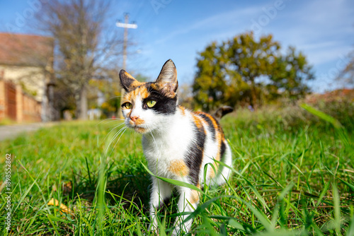 Colorful domestic cat