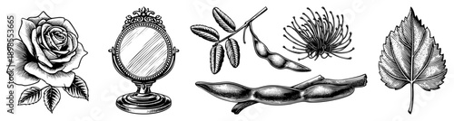 Classic engraved botanical drawings including rose, ornate mirror, seed pods, and leaf, rendered in detailed art with hatching. Ideal for vintage design, tattoos, or printmaking.