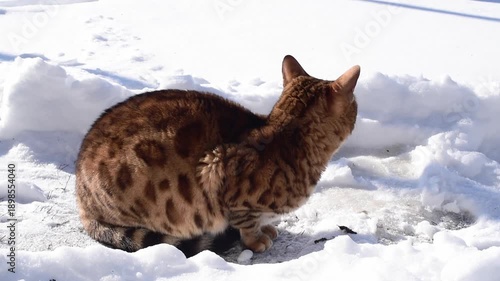 Portrait of fat bengal cat sitting in the yard in frosty winter weather and looking distance, horizontal video