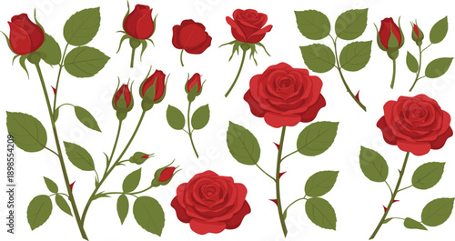Romantic red rose flower vector collection with blooming blossoms, green leaves, and buds for Valentine's Day greeting cards, wedding decorations, and elegant floral patterns.
