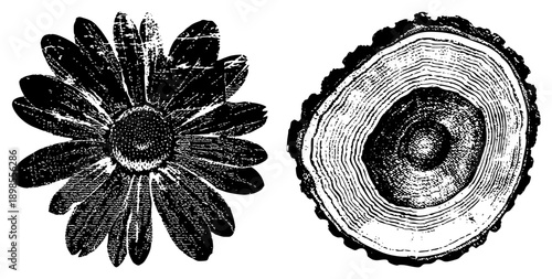 Hand drawn daisy with textured petals and center, paired with tree ring section, both in halftone engraving style, botanical illustration, rustic graphic design.