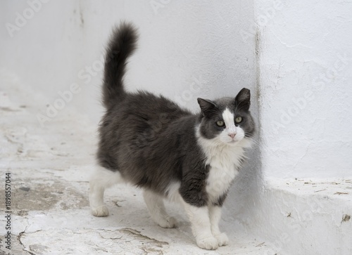 Cat in the alleys of Mykonos, Old Town, Mykonos, Cyclades, Greece