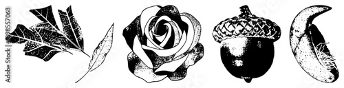 Oak leaf, rose bloom, acorn, banana split in black and white halftone, botanical vector art, nature symbols, isolated foreground elements.
