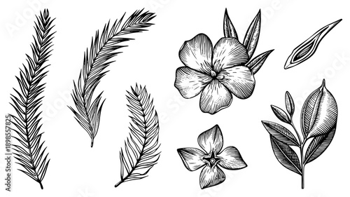 Detailed botanical sketches of foliage and blooms, engraved style, nature illustration, plant anatomy, scientific drawing, flora collection.