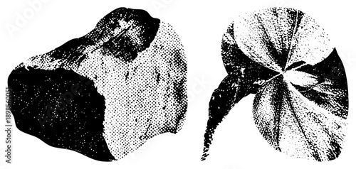 Vintage style halftone, sand dollar and scallop, vector art, beach marine life, dotted shading technique, graphic design element.