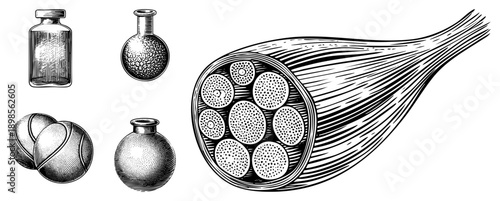 Classic engraved lab flasks, vials, and tennis balls alongside detailed muscle fiber anatomy, vintage engraving style, educational biology diagram.