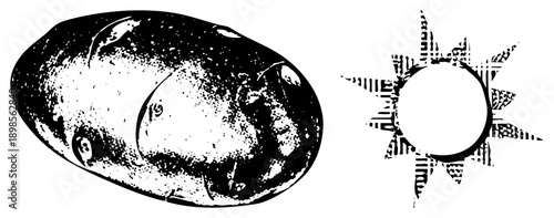 Hand drawn potato with textured surface and sunburst, halftone style, vector illustration, isolated foreground, rustic graphic design.