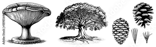 Woodland flora rendered in black and white, including bracket fungus, mature tree with roots, pine cones, and pine, naturalistic botanical vector art.