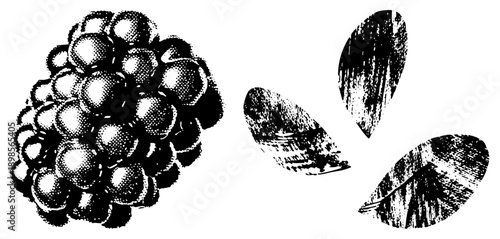 Clustered blackberry fruit with textured leaves, vintage engraving style, halftone, botanical illustration, fruit, berry graphic, natural element.