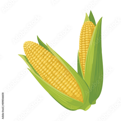 corn on a white background