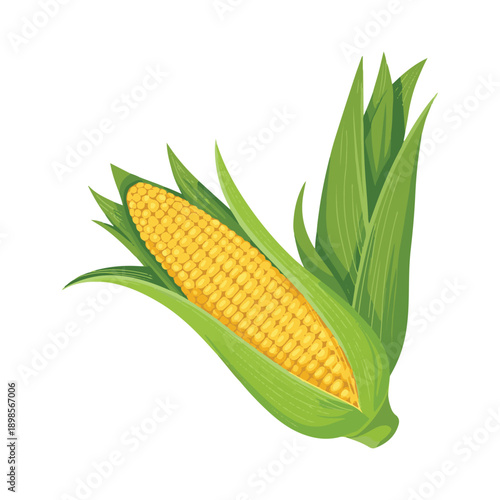 corn on a white background
