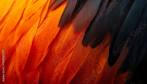 A vibrant bird's wing showcases its stunning orange and black feathers in intricate detail.