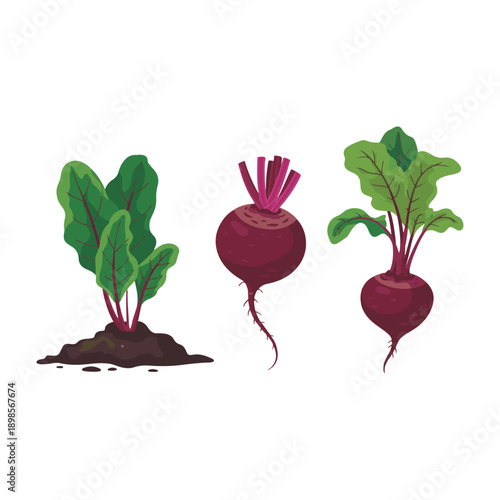 radish with root