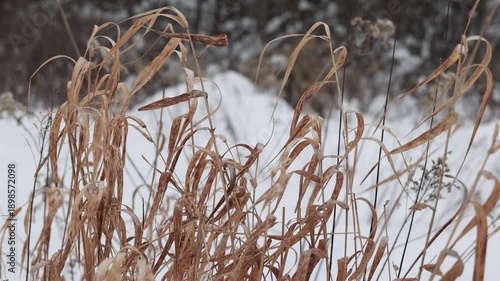 Close Up Of Dry Brown Grass Blades Swaying Gently With White Snow And Blurred Forest Background.