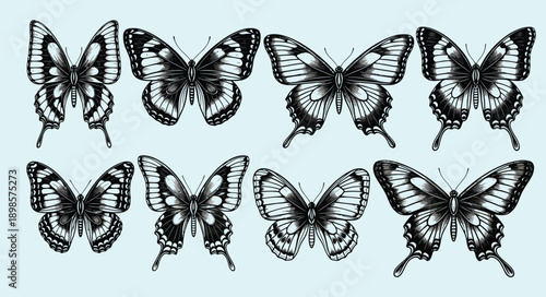 Collection of detailed black and white illustrations of various butterfly species