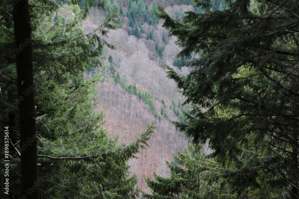 Obraz premium Detailaufnahme im Schwarzwald im Herbst