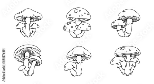 Mushrooms illustrations grouped fungi black and white line art isolated elements