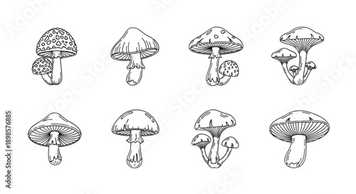 Mushrooms illustrations hand drawn black and white nature elements botanical art