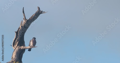 Pigeon dove bird perched on bare tree branch blue sky