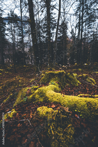 Fotografie autumn in the forest and green moss on the ground